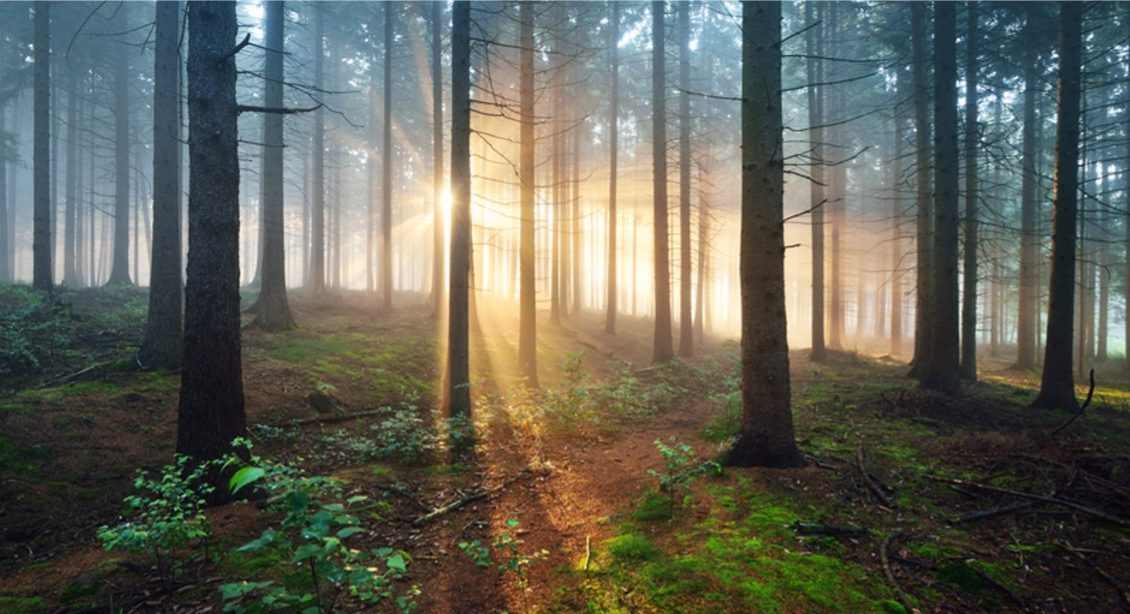 California Wildfire Innovation Fund Delivers Sustainable Forestry Solutions