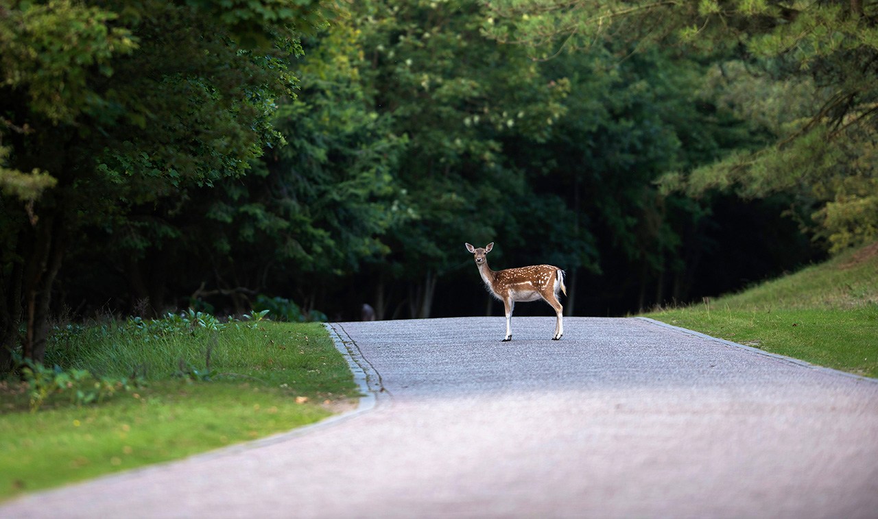 A deer standing in the middle of a road. Animal collisions