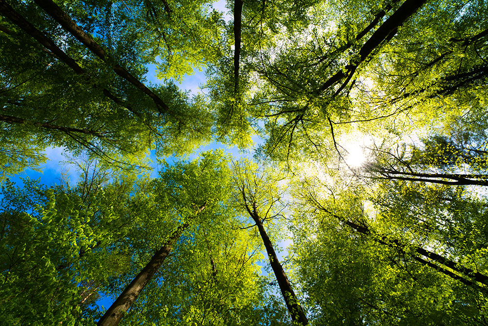 A view upward through green trees to a blue sky