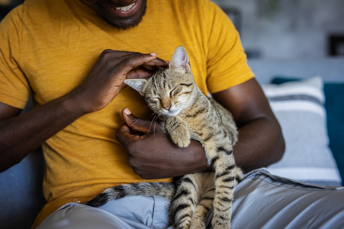 Pet insurance frequently asked questions